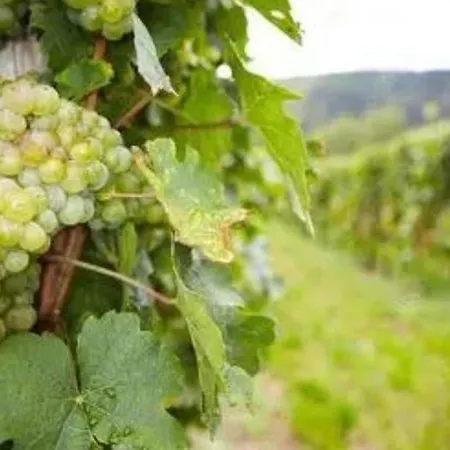 Holiday home Historisches Domizil1714 - Ruhe & Wein Am Main